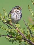 Savannah Sparrow_48433